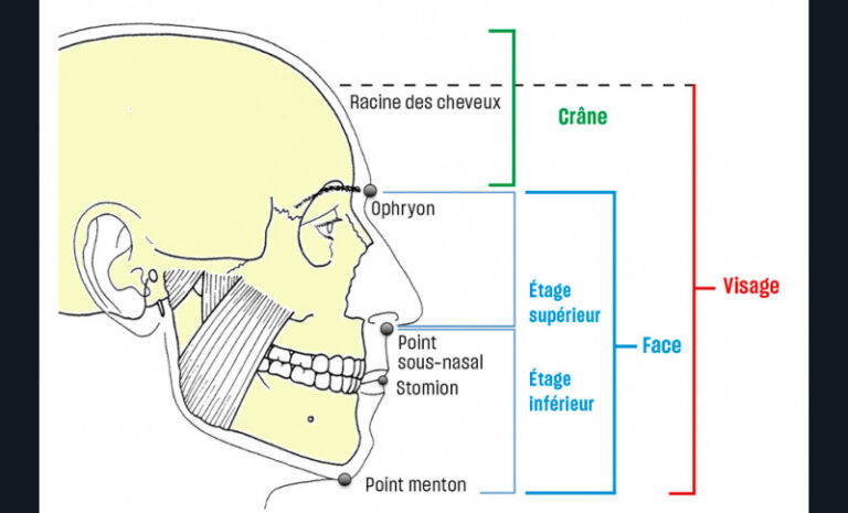 1. Visage et face : la DVO représente l'étage inférieur de la face.